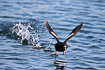 Black Guillemot taking off from the water surface