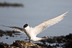 Sandwich tern with lifted wings
