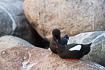 Black guillemot showing of its red legs and mouth