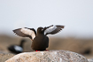 Black guillemot flapping its wings