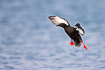 Black guillemot in flight showing of its red legs
