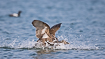 Common eider landing on water