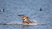Common eider female landing on water