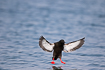 Black guillemot spreading wings and feat just before landing on water