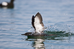 Black guillemot landing elegantly on water