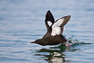 Black guillemot during landing on water