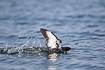 Black guillemot landing on water