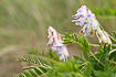 Photo ofWood Bitter-vetch (Upright Vetch) (Vicia orobus). Photographer: 