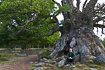 Rumskullaeken or Kvilleken is a large old oak tree at an estimated age of approx. 900 years