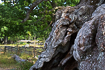 Rumskullaeken or Kvilleken is a large old oak tree at an estimated age of approx. 900 years