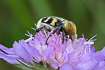 Bee beetle visiting a field scabious flower