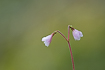Photo ofTwinflower (Linnaea borealis). Photographer: 