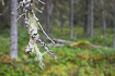Lichencovered branch in a finnish old growth forest