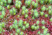 Decorative cover of mosses consisting of a polytrichium species and a sphagnum species