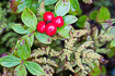 Dwarf cornel with red berries