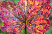Autumn colored leaf of a Cloudberry plant