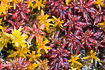 Red and yellow sphagnum mosses (Sphagnum sp.)