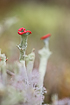 Lichen (Cladonia sp.)