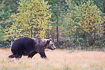 Wild brown bear in autumn colored landscape