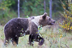 Brown bear in finnish autumn landscape