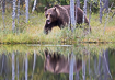 Brown bear and its reflection in a lake