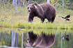 Brown bear and its reflection in a lake