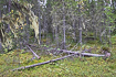 Finnish forest with lichens hanging from the trees