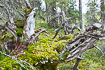 Old fallen tree covered in mosses