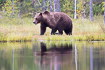 Brown bear on the move deep in the finnish taiga