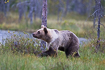 Photo ofBrown Bear (Ursus arctos). Photographer: 