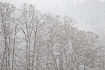 Intense snowfall with an alder forest in the background