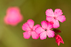 Photo ofCarthusian Pink (Dianthus carthusianorum). Photographer: 