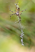 Wasp spider - female in its characteristic orb web