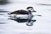 Long-tailed duck - female