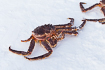 Photo ofRed King Crab (Kamchatka Crab or Alaskan King Crab) (Paralithodes camtschaticus). Photographer: 