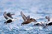 Flock of common eiders taking off from the water surface