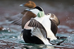 A pair of common eiders