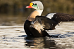 Male king eider flapping its wings