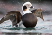 Male long-tailed duck flapping its wings