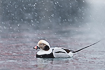 Male long-tailed duck in snowy weather