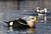 Male king eiders with two long-tailed ducks in the background