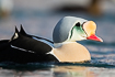 The spectacular male king eider up close