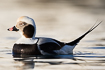Long-tailed duck male with the elongated tail feathers
