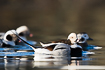 A gang of long-tailed ducks