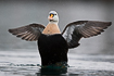 King eider male flapping its wings