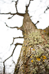 Photo ofPedunculate Oak (Quercus robur). Photographer: 