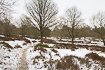 Snowcovered heathland with scattered oak trees