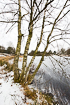Birch tree by a frozen lake