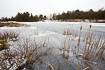 Frozen lake with bulrushes in the foreground