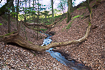Small forest stream in a beech forest